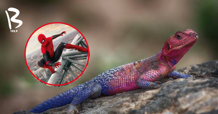 ¿Es IA o real? Lagarto ‘Spider-Man’ se vuelve viral en redes sociales