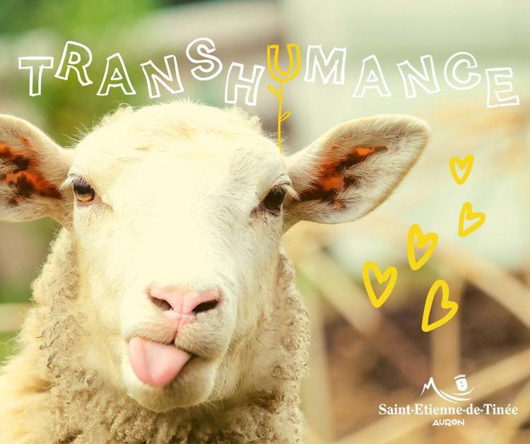 🐑 Transhumance 6 juin 2026 🐑