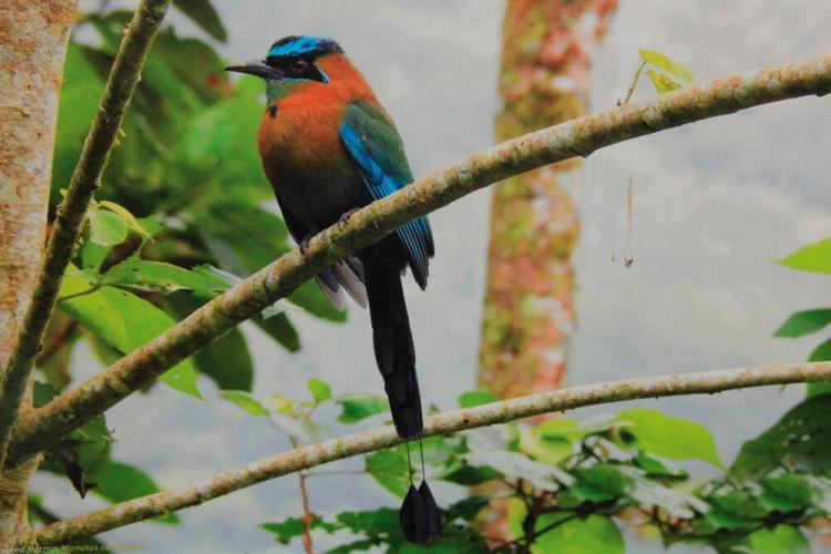 El Parque Nacional Cerro Azul Meámbar es el mejor lugar del mundo para el avistamiento de colibríes y taragones