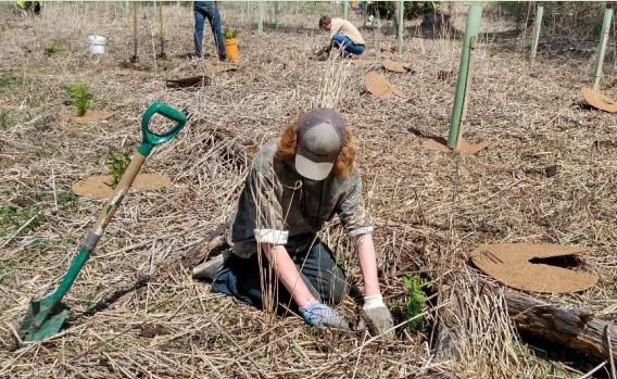 Volunteer Opportunity - Tree Planting