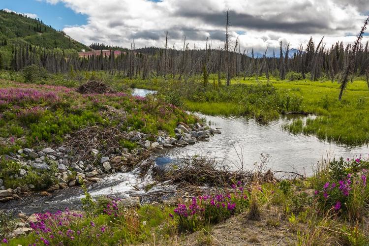 13,800-year-old base camp reveals life among Alaska’s earliest inhabitants
