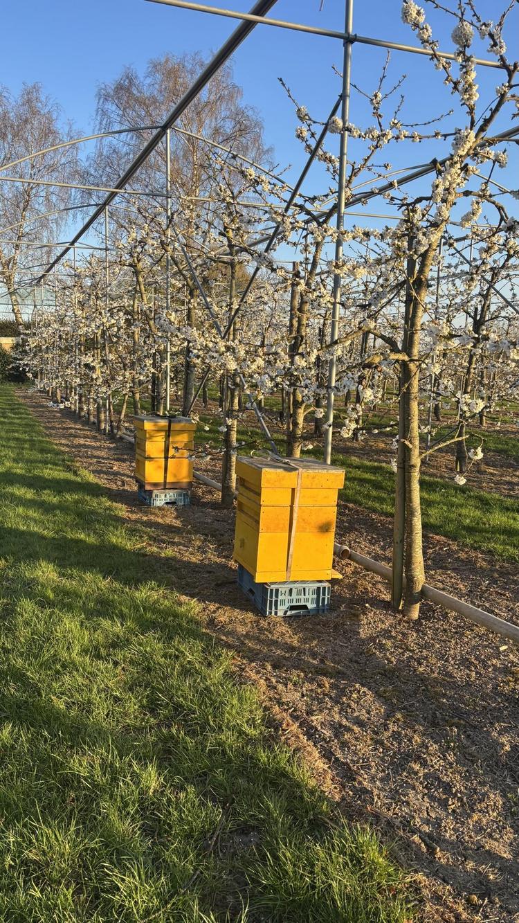 Weetje: bijenkasten in de boomgaard!🐝 