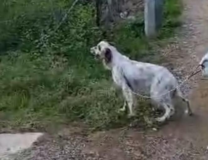 Smarrito cane