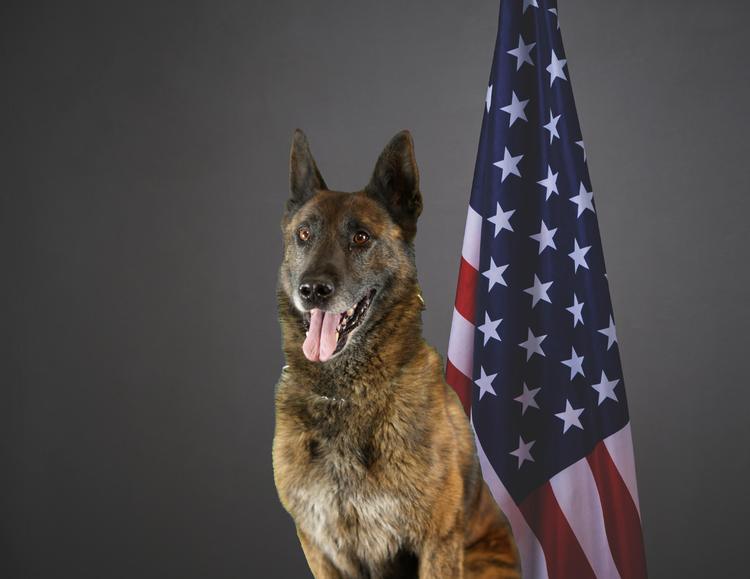 K9 Tom retires after 7 years of service at WPD