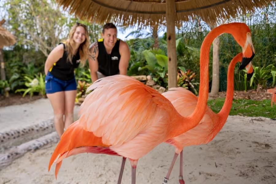 Der neue Flamingo Point in Discovery Cove bietet jede Menge Spaß