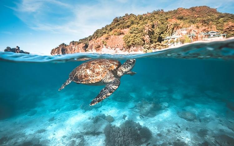 𓆉 Apo Island