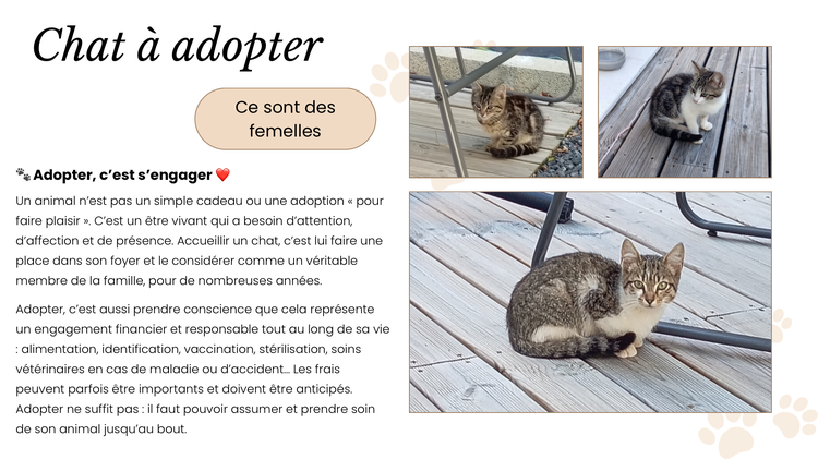 🐱 À L’ADOPTION – 3 petites chattes cherchent une famille ❤️