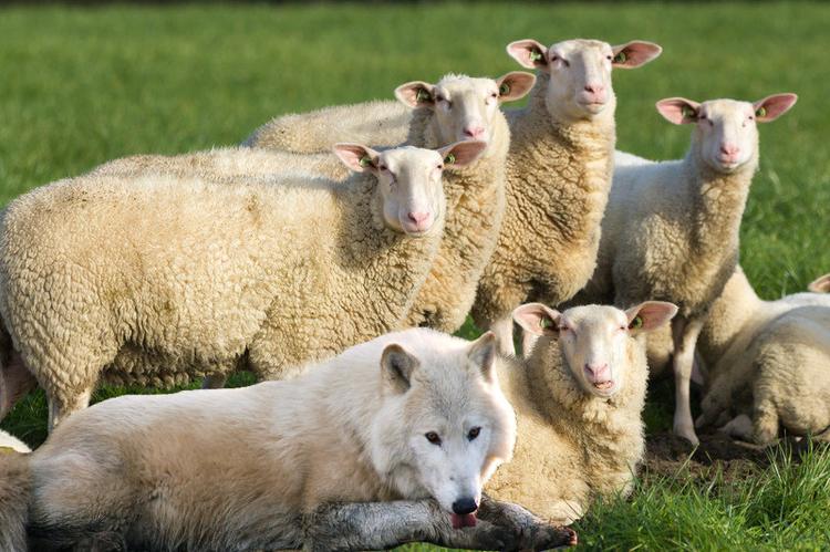 Sheep among wolves!  Whose Spirit Do I Carry?
