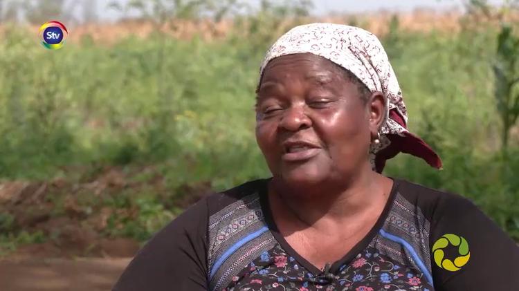 Nesta edição da programa Mozgrow fomos até Moamba para conhecer a história da dona Aida Simbine que se dedica a produção agrícola com especial destaque para a batata reno 