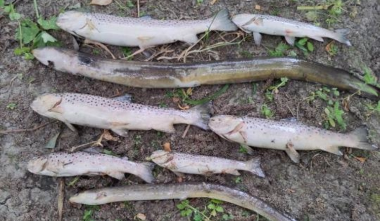Investigation launched after hundreds of fish found dead in Co. Dublin river