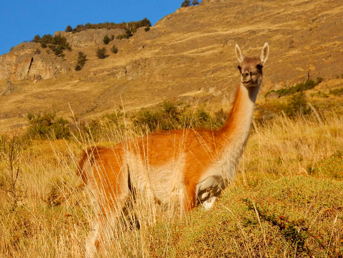 Guía Oficial Cochrane | Reserva Tamango, Huemules y Parque Nacional Patagonia | App Chiloé Turismo en Cochrane, Patagonia Sur, Sur de Chile