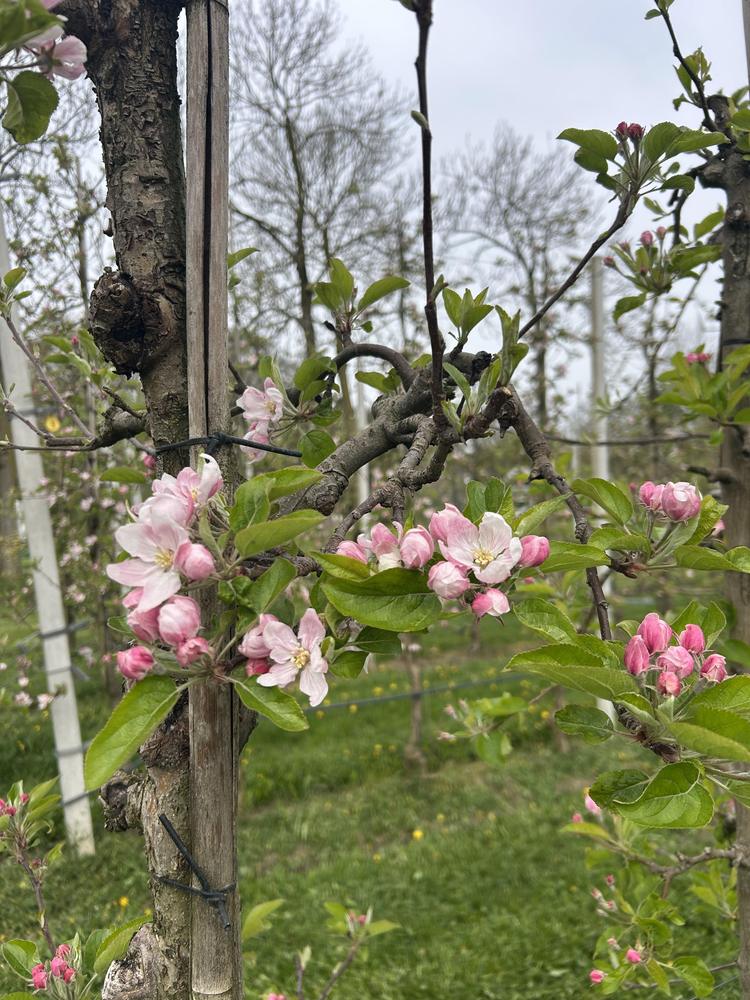 Bloesemalert: de appelbloesem staat nu volop in bloei🌸🍎🍏