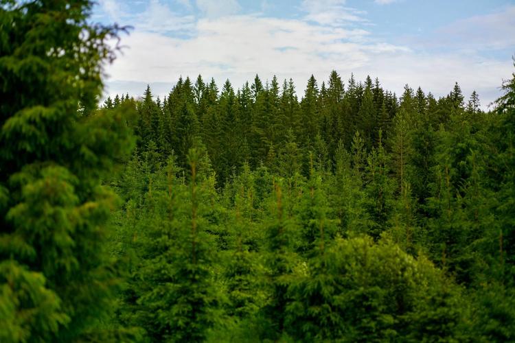 Metsä Board awarded EcoVadis Platinum rating again – among the top 1% of the best-rated companies in its category