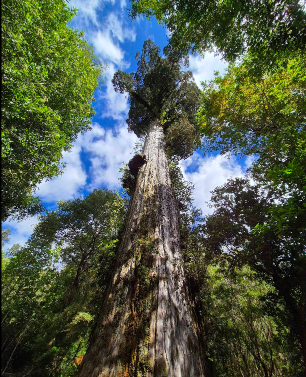 Parque Nacional Alerce Andino – Guía App Chiloé Turismo en Cochamó, Patagonia Verde, Sur de Chile
