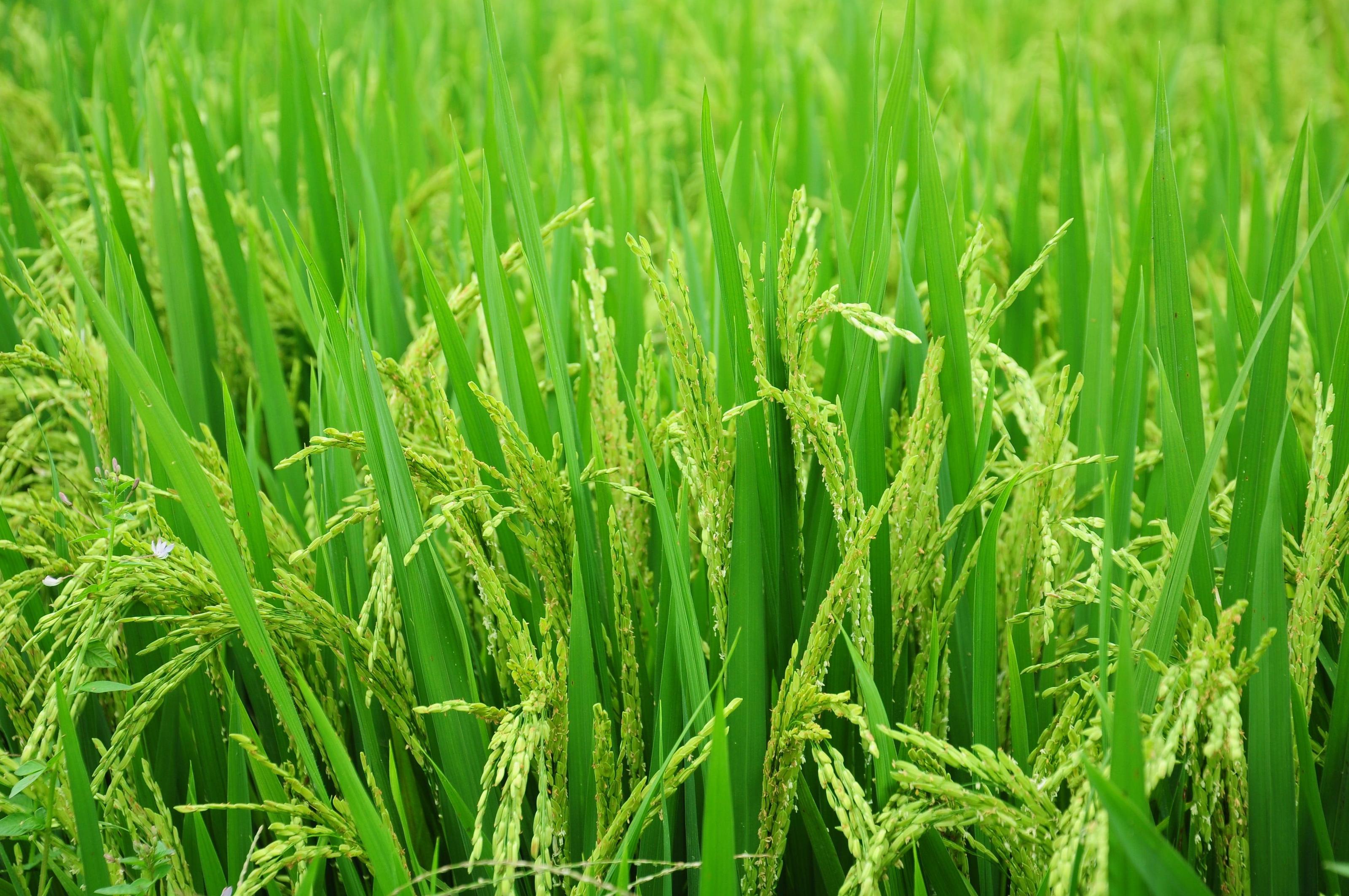 Attività agroalimentare nelle Canarie: un motore di crescita, innovazione e identità