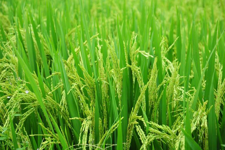 Attività agroalimentare nelle Canarie: un motore di crescita, innovazione e identità