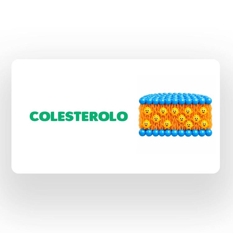 Colesterolo
