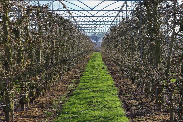 Bloesemhotspot: Druten – Landwinkel De Zandroos 🌸