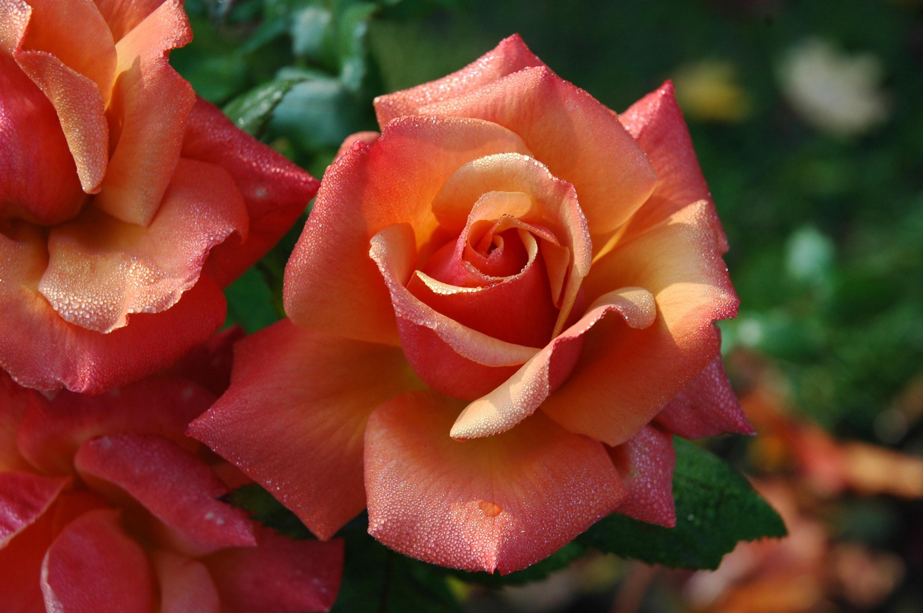 Joyful June