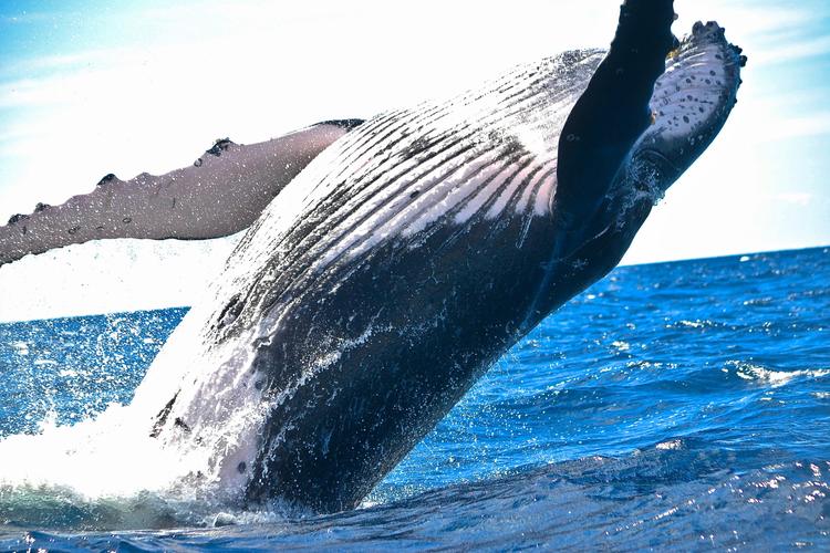 Perché luglio è il mese migliore per vedere balene e delfini alle Canarie.
