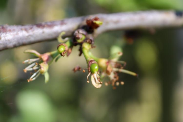 Van bloesem naar vrucht🍒🌸