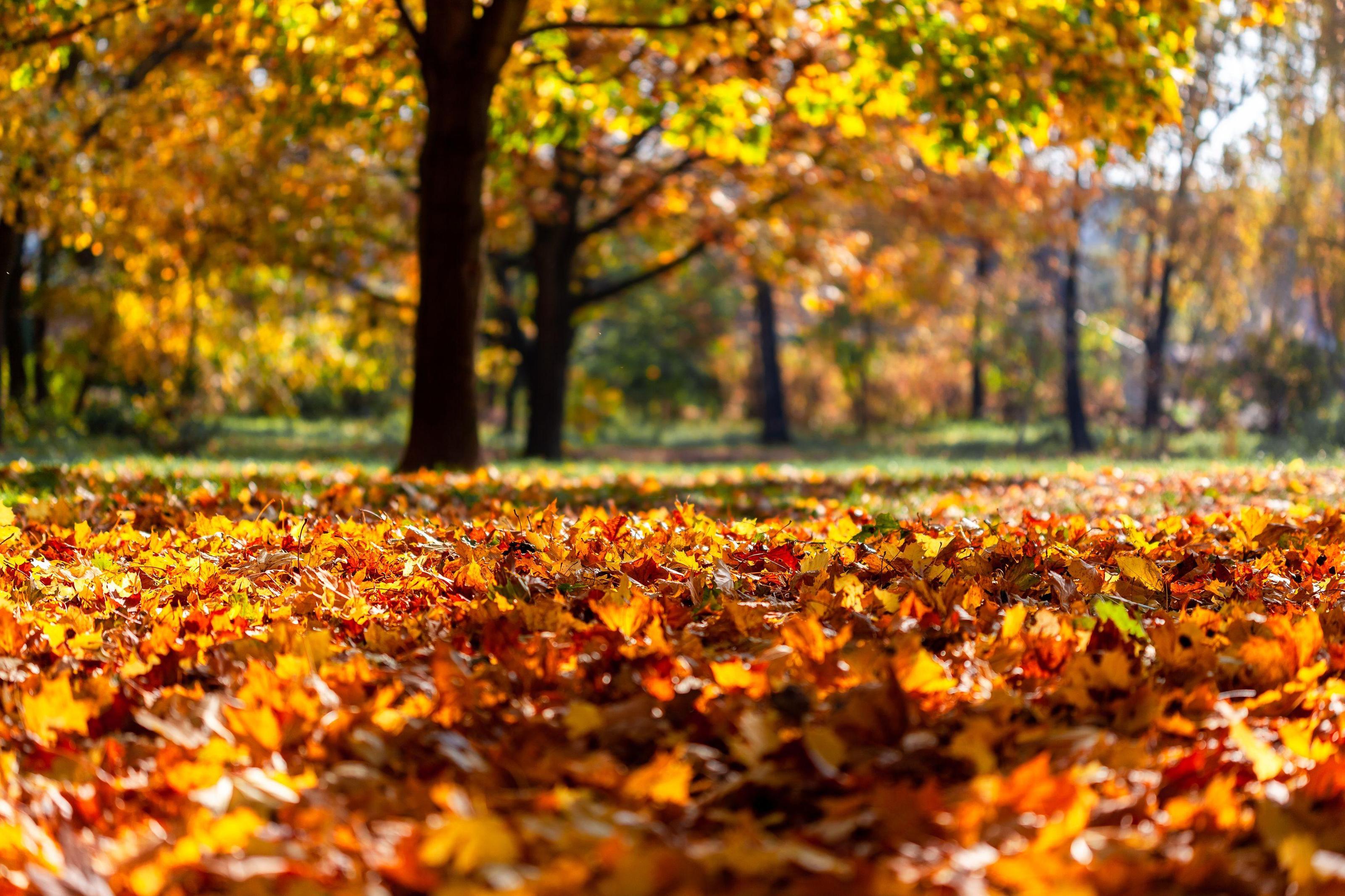 Replay: Your SACRED Practice 