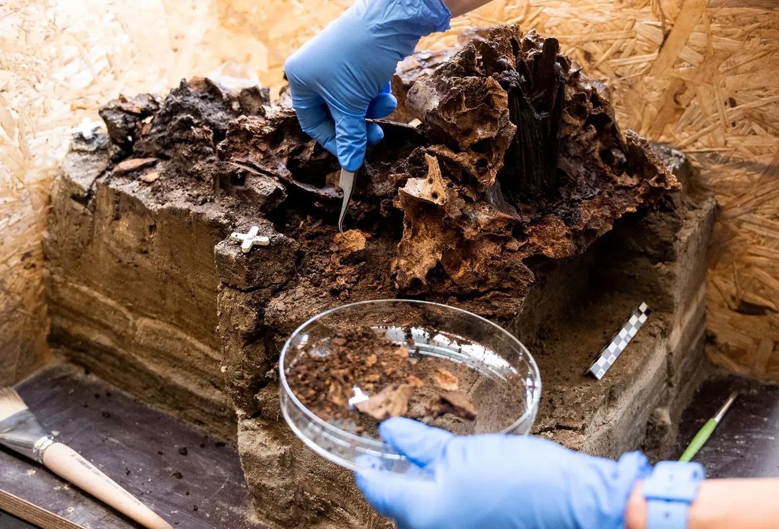 Ancient auroch skull found impaled on wooden stake