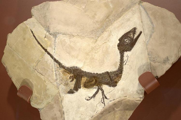 Scipionyx Samniticus