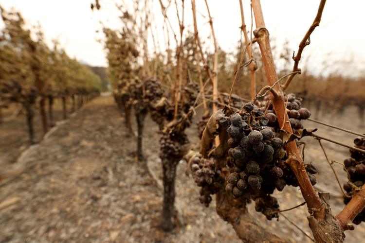 Vineyards in Flux: The Impact of Climate Change