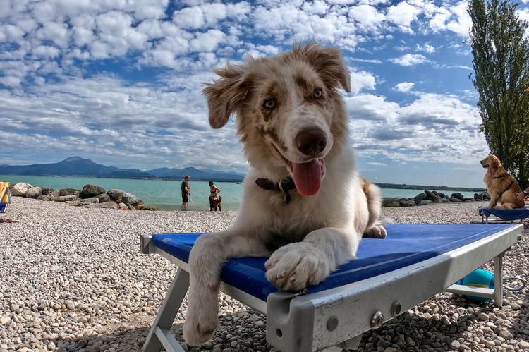 Le migliori spiagge per cani sul Lago di Garda - The Best Dog Beaches on Lake Garda - Die besten Hundestrände am Gardasee