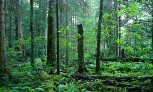 Metsä Conservation Foundation was offered more than a thousand hectares of forest for conservation