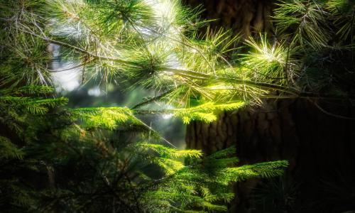 The Nomination Committee’s proposals to the Board of Rottneros AB (publ) ahead of the 2026 AGM