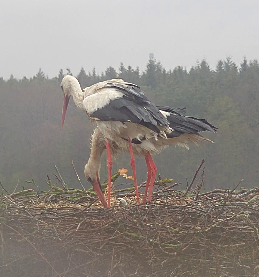 Zwei Storchenjunge im NABU-Artenschutzzentrum Leiferde geschlüpft