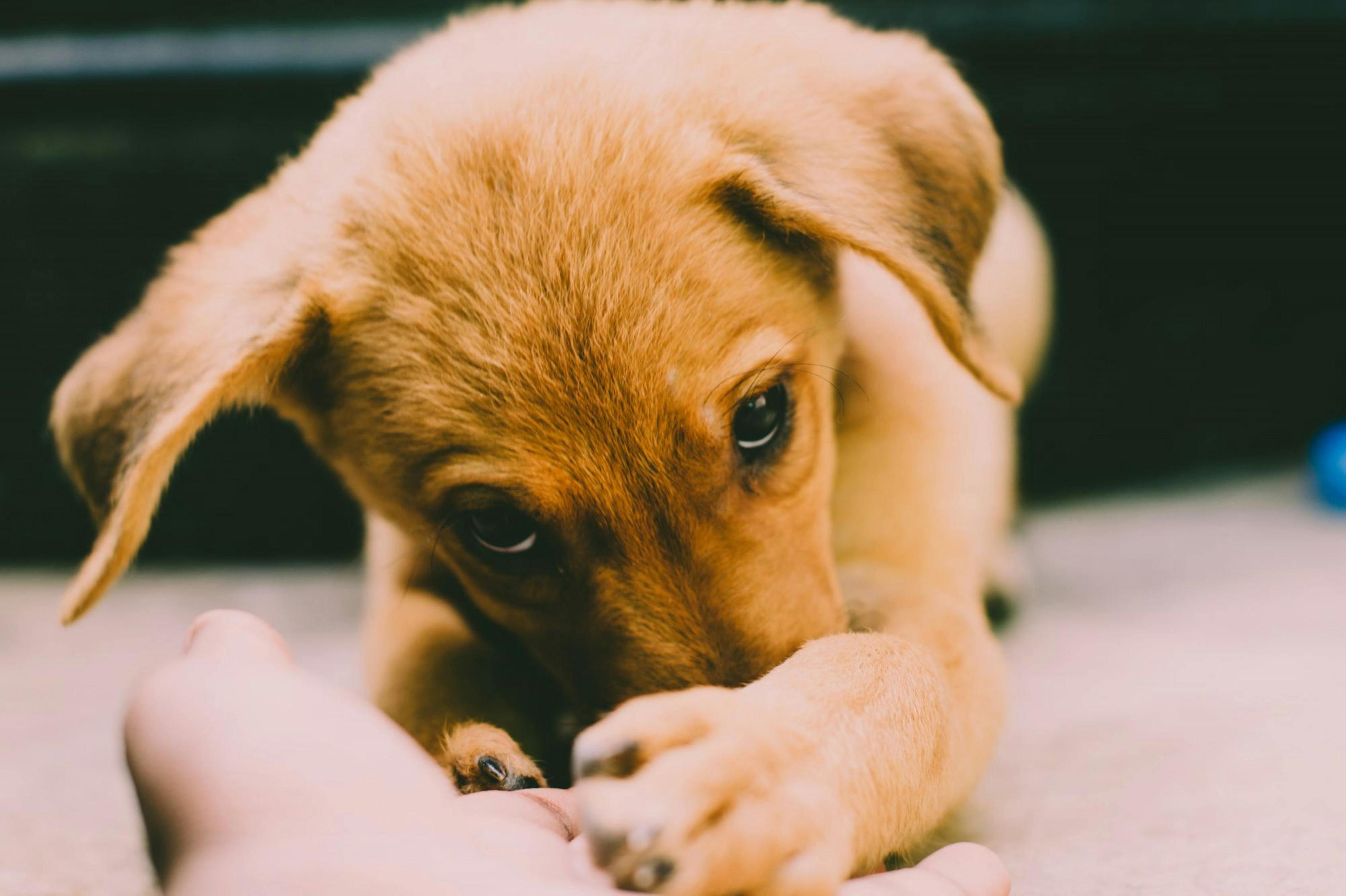 We can't agree on a pet's name