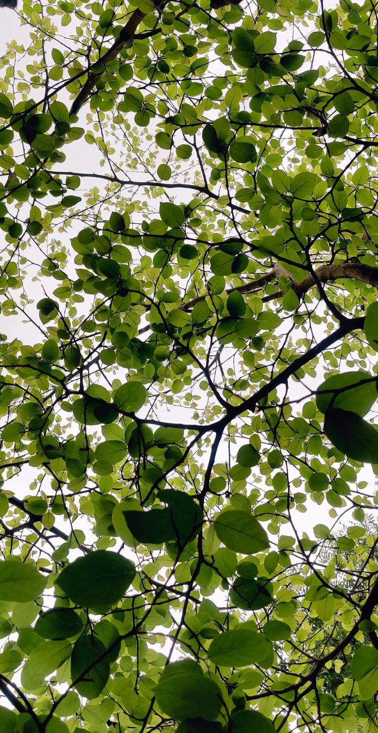 A natureza como fonte de abrigo e beleza 