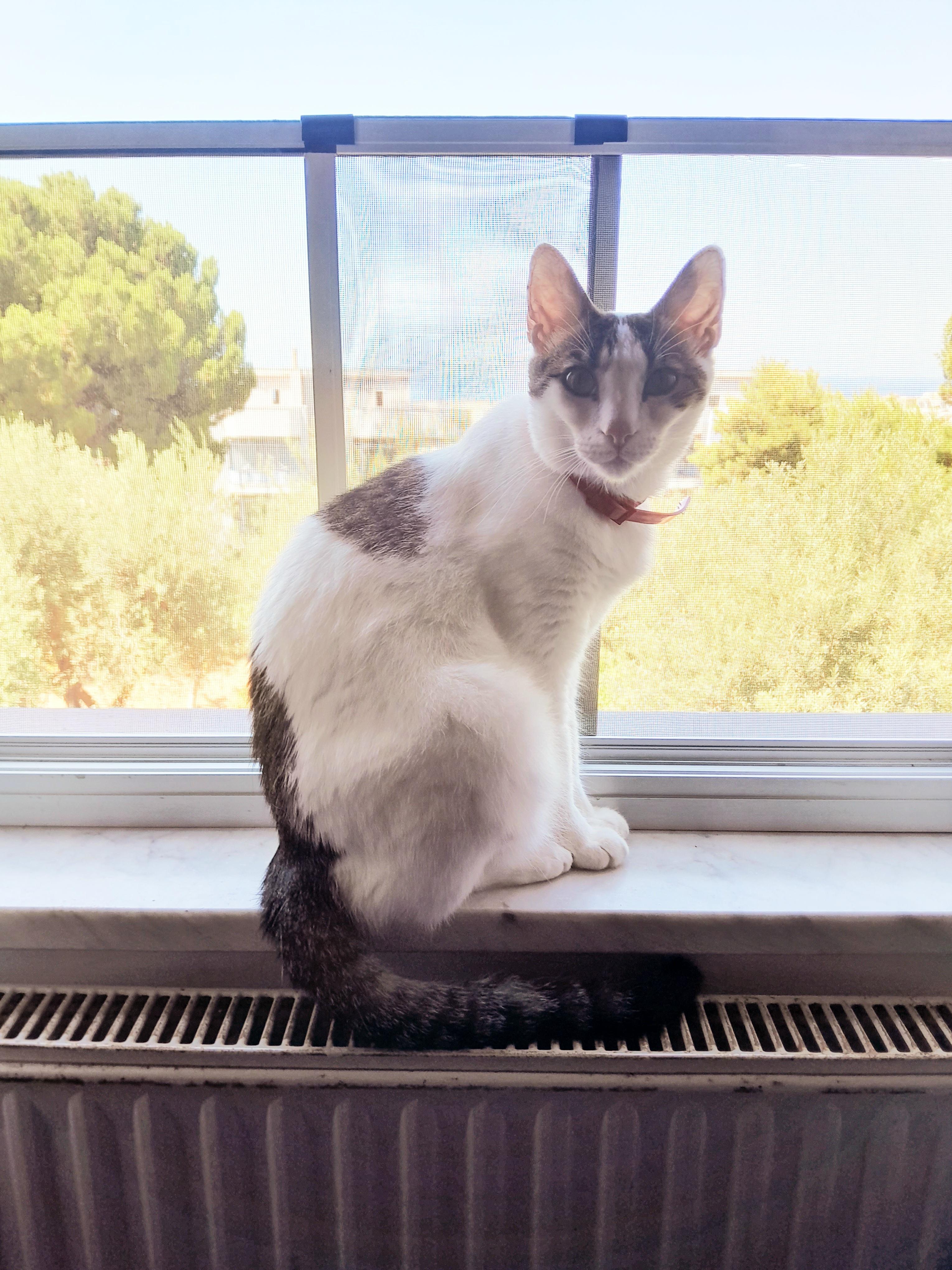 gattino smarrito: ZEUS
