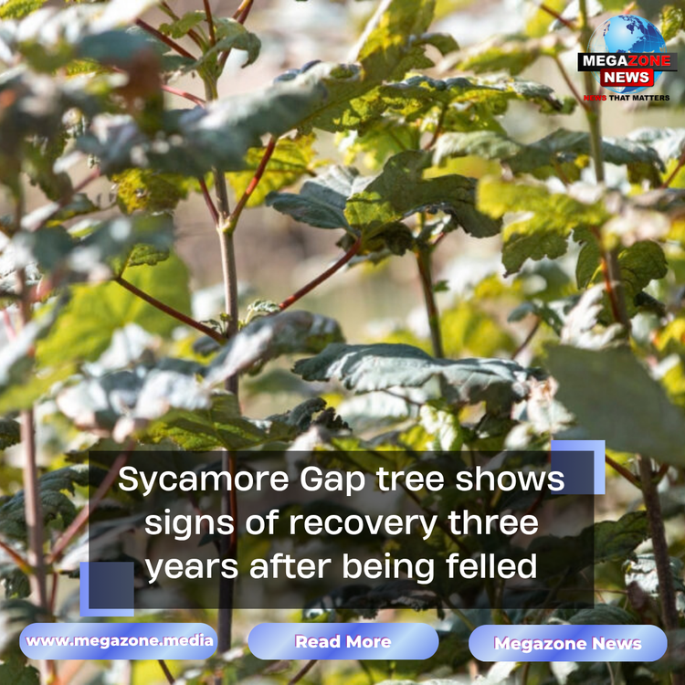 Sycamore Gap tree shows signs of recovery three years after being felled