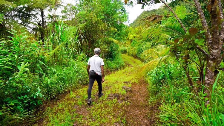 Le sentier oublié de La Réunion : l’histoire fascinante du Chemin pavé