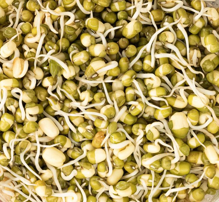 Salade de lentilles germées, sauce tahin-citron