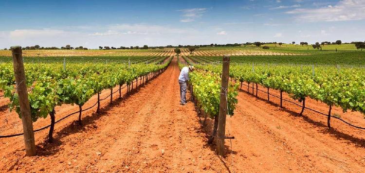 Enogastronomía de Castilla-La Mancha: sabores, tradiciones y vinos D.O en un viaje sensorial