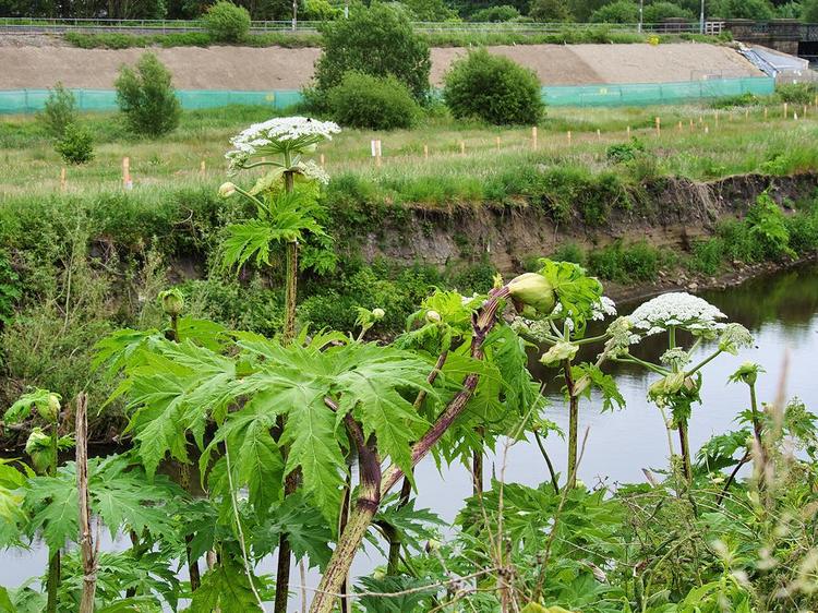 Warning over giant hogweed as toxic plant spreads across Northern Ireland