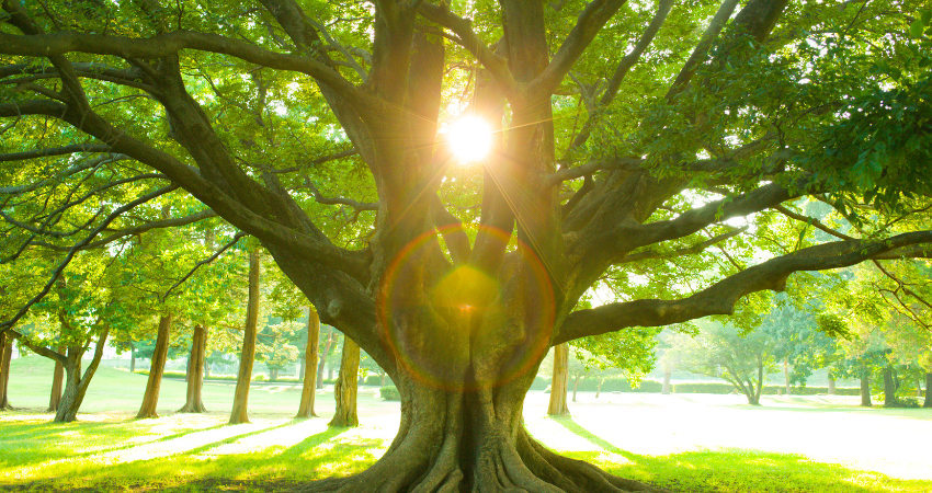 Awaken Your Bold Spirit