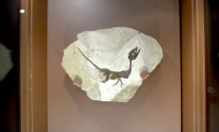 “Scipionyx Samniticus”