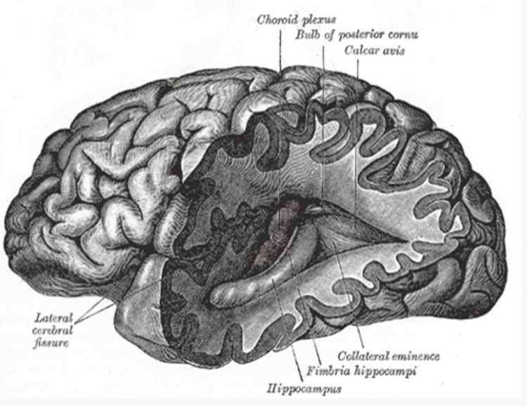 Neurocardiology | Wikipedia audio article
