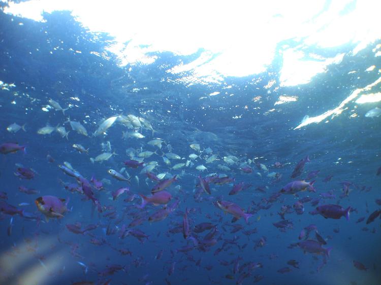 Généralités sur les poissons fourrage