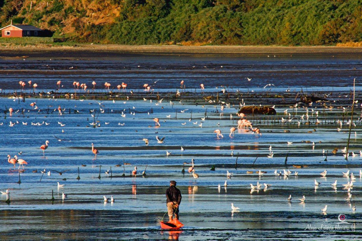 Humedal de Caulin en Ancud, Chiloé, Sur de Chile