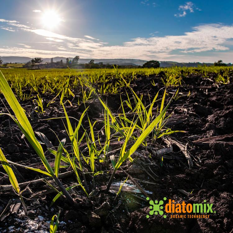 Diatomix al suelo para nutrición de cultivos
