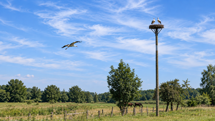Die Störche sind ausgeflogen – Erinnerungen bleiben