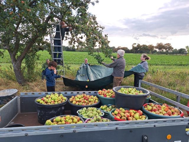 Herbstzeit ist Erntezeit: Frischer, regionaler Apfelsaft aus Seershausen  