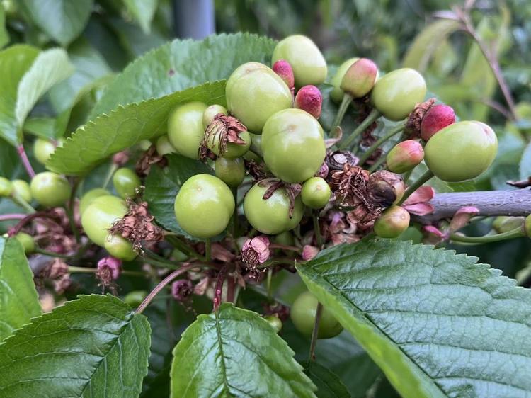De eerste kersen kleuren al mooi op 🍒